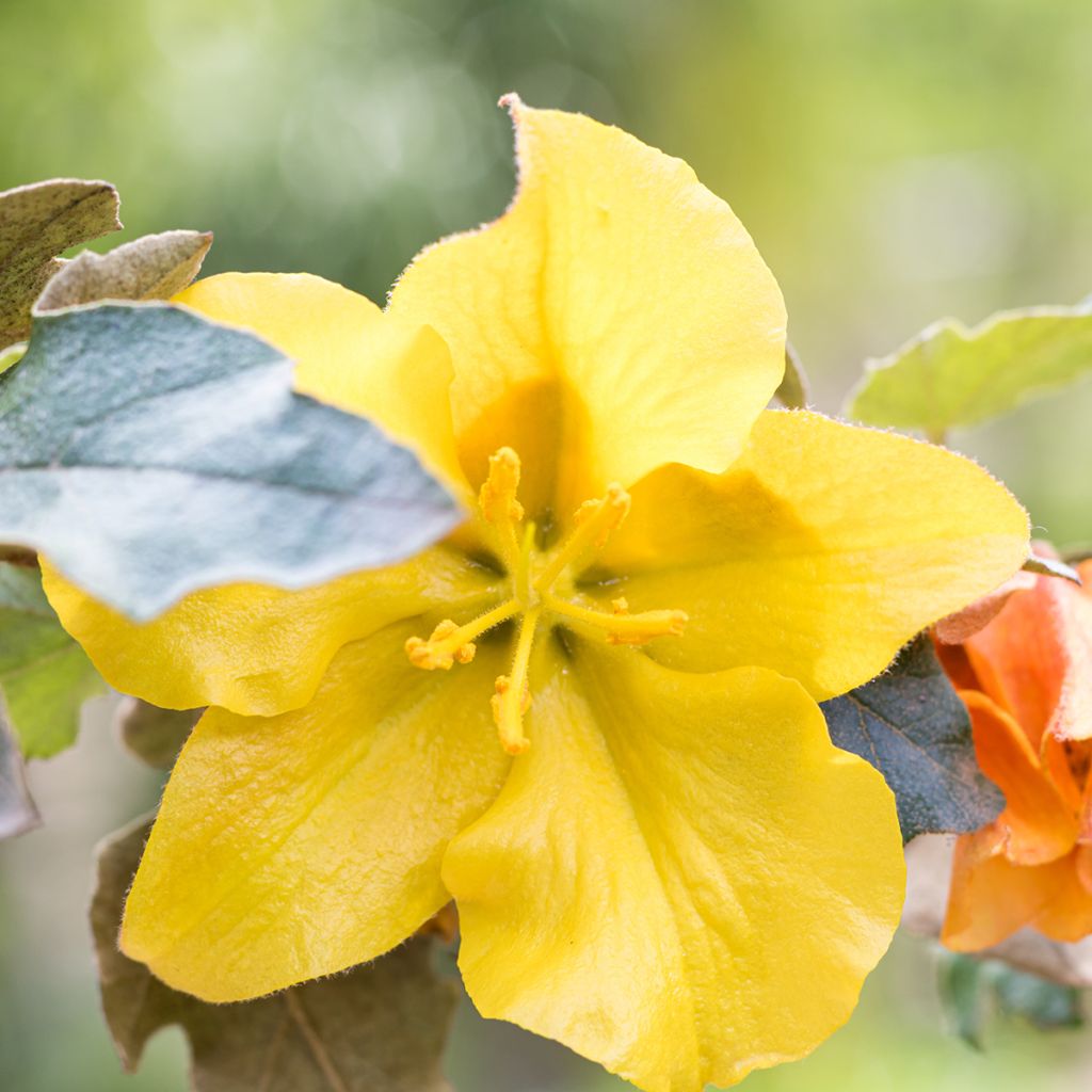 Fremontodendron californicum - Fremontia de Californie