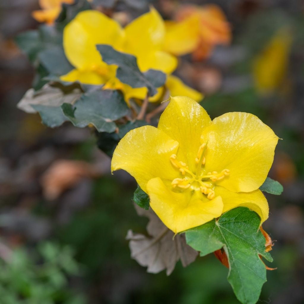 Fremontodendron californicum