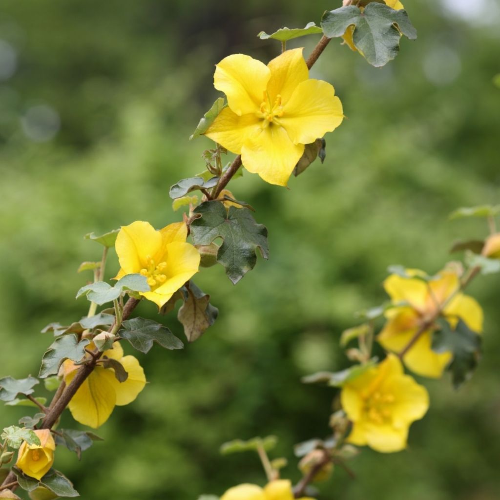 Fremontodendron californicum