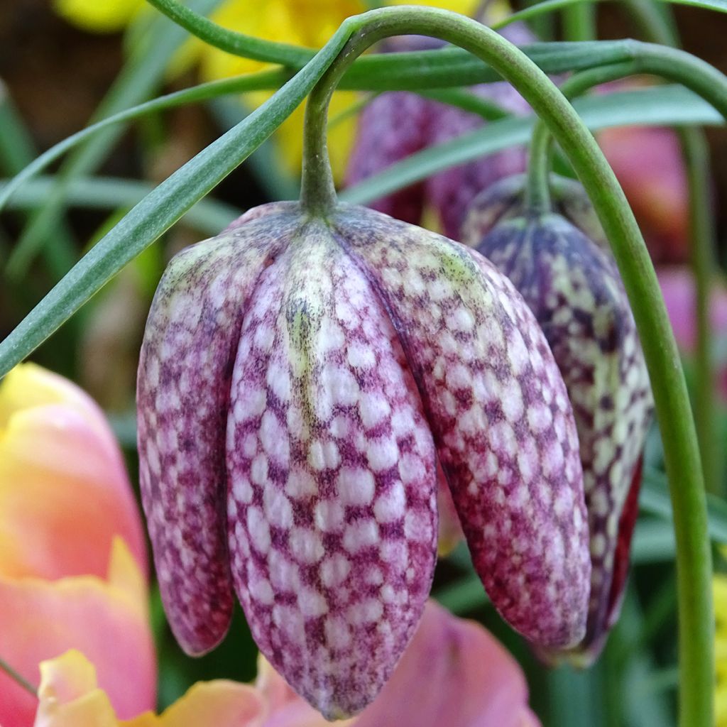 Szachownica kostkowata - Fritillaria meleagris