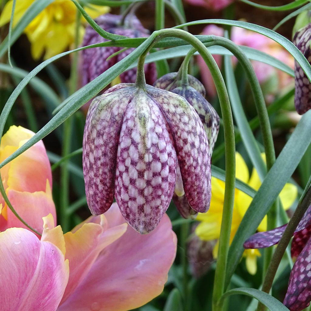 Szachownica kostkowata - Fritillaria meleagris