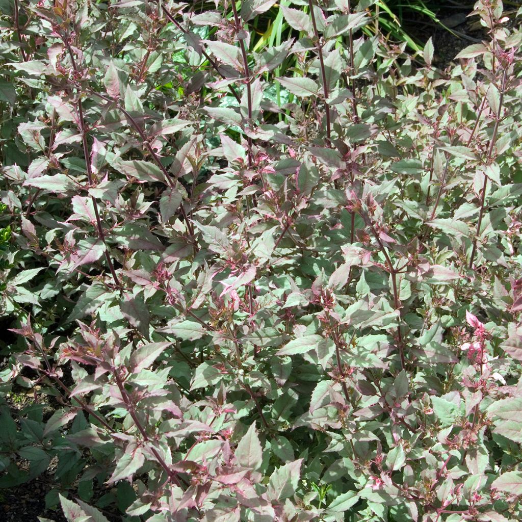 Fuksja magellańska Versicolor
