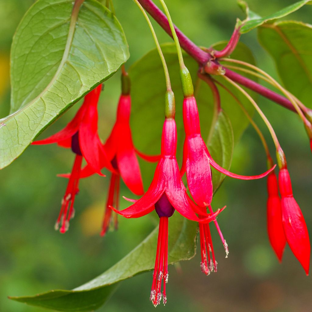 Fuchsia hatschbachii