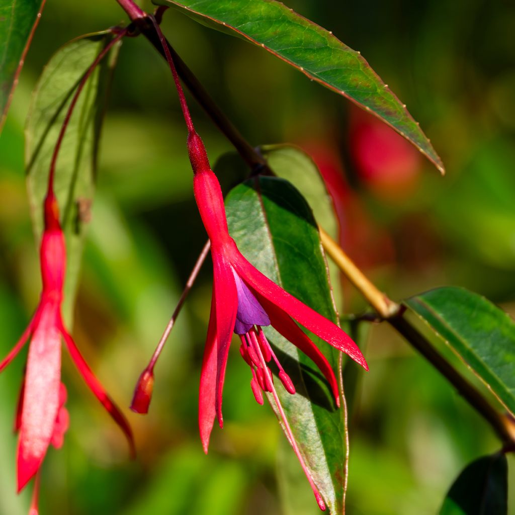 Fuchsia hatschbachii