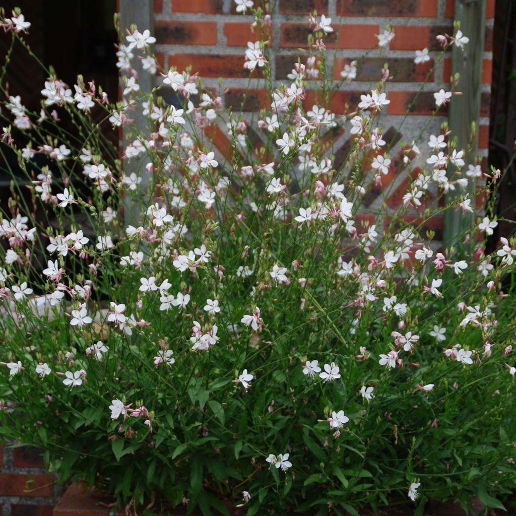 Gaura lindheimeri