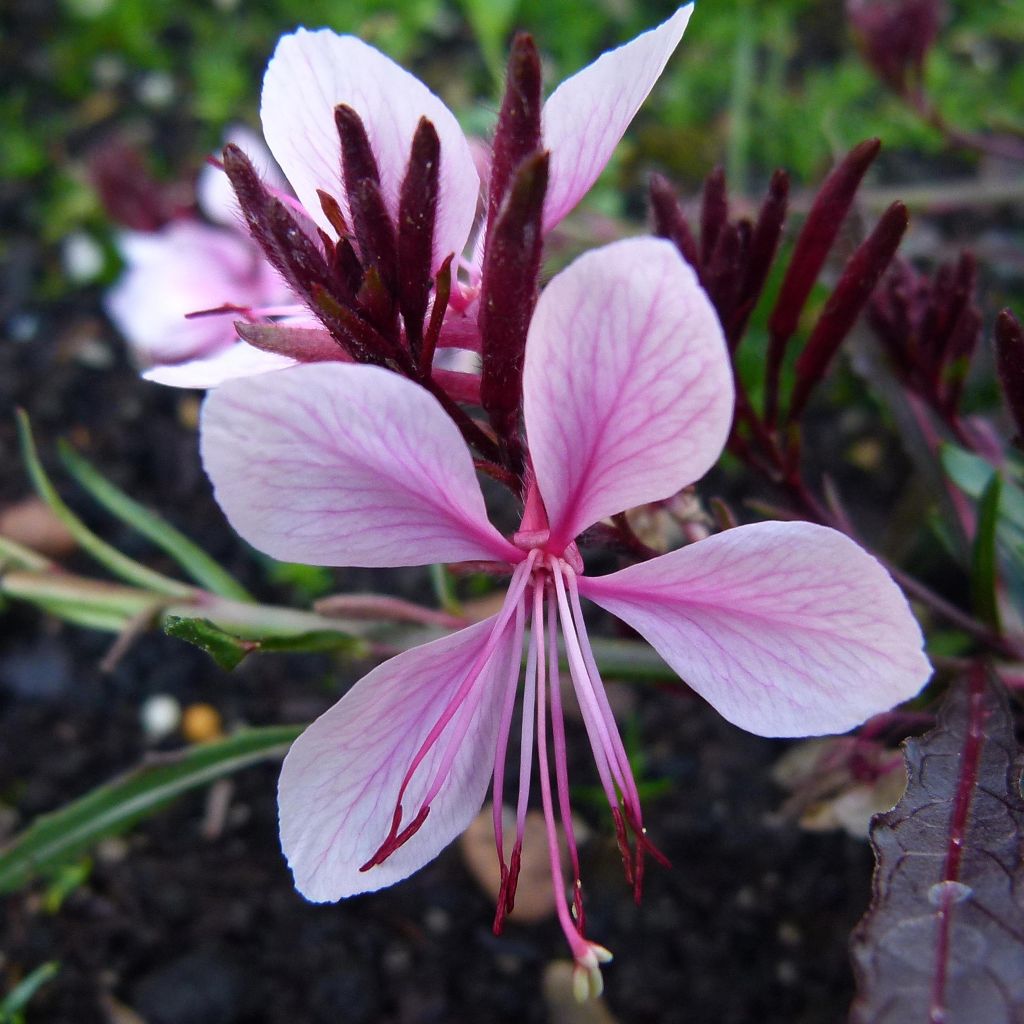 Gaura lindheimeri
