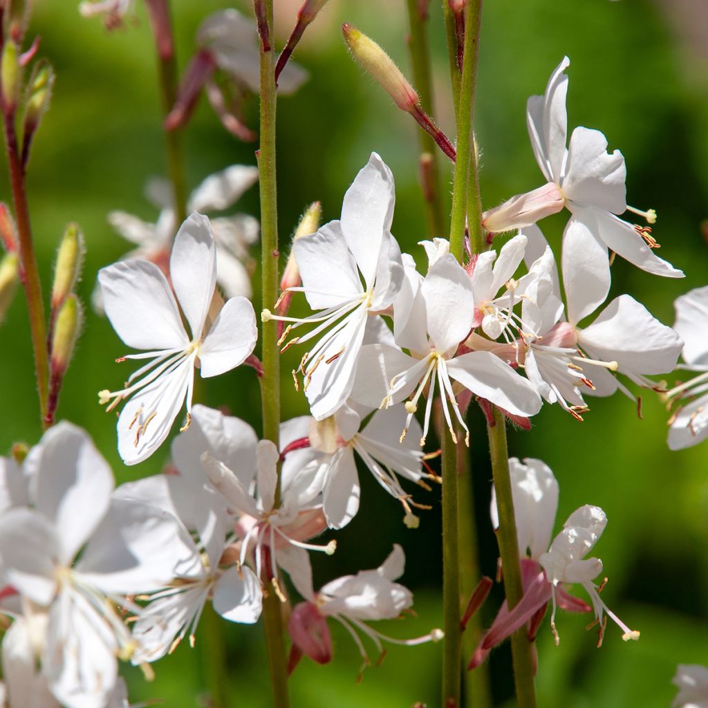 Gaura lindheimeri