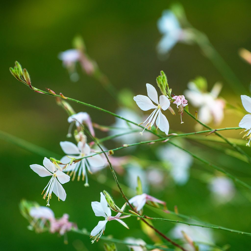 Gaura lindheimeri