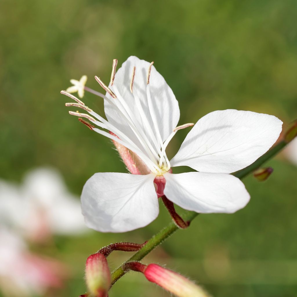 Gaura lindheimeri