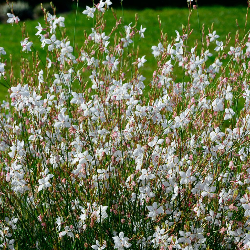 Gaura lindheimeri
