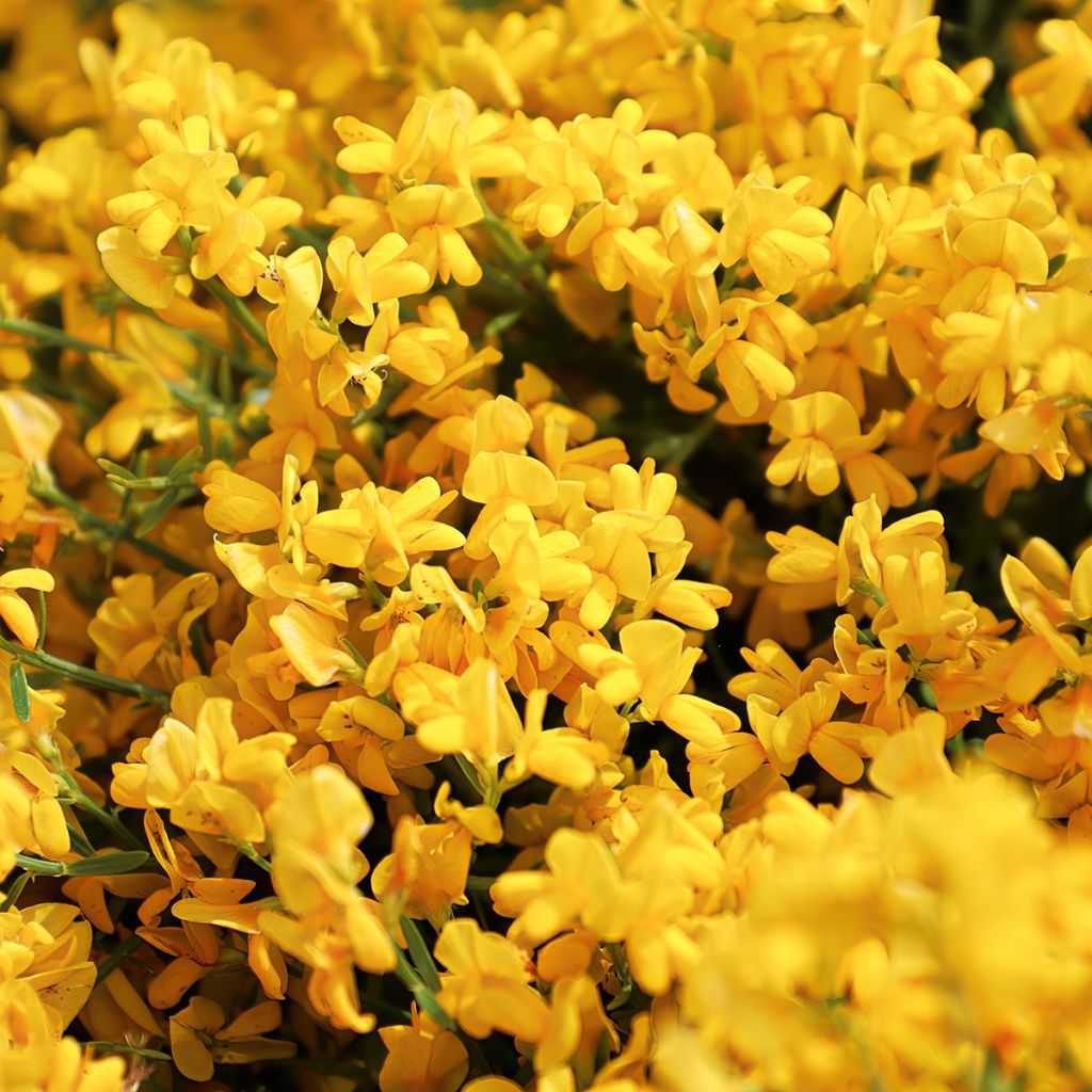 Janowiec lidyjski - Genista lydia