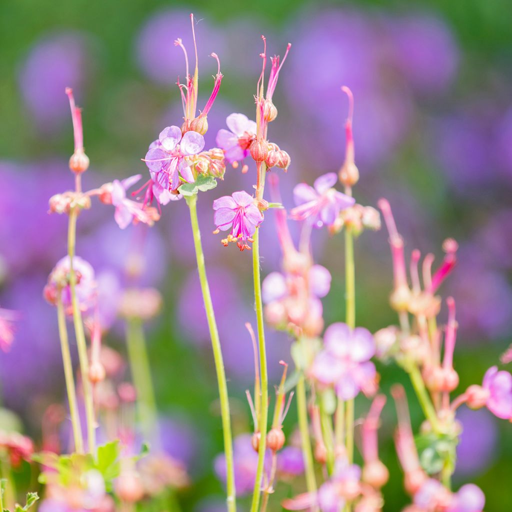Geranium macrorrhizum - Bodziszek korzeniasty
