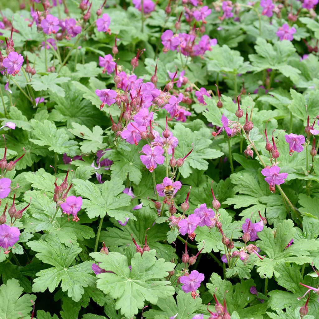 Geranium macrorrhizum - Bodziszek korzeniasty