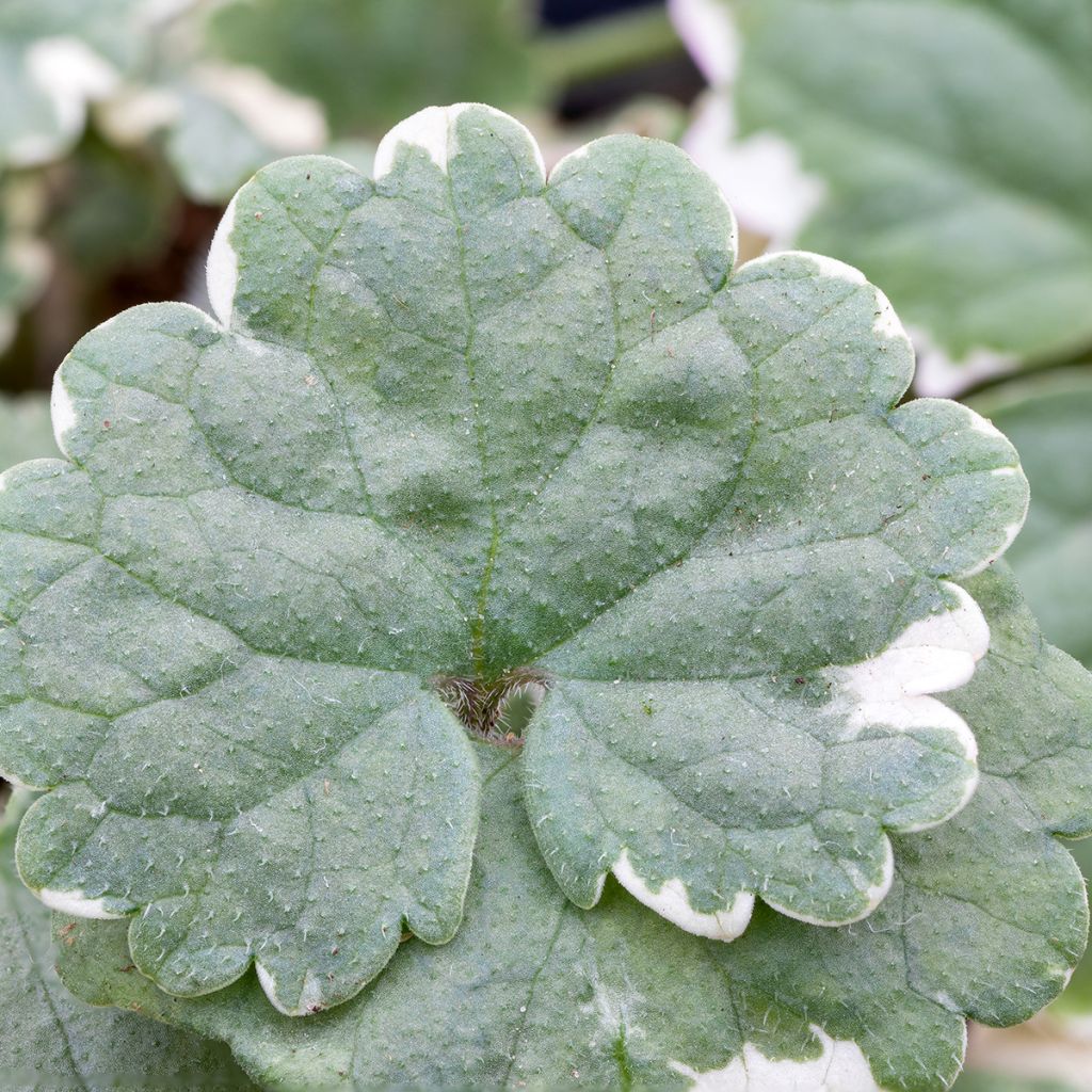 Glechoma hederacea Variegata - Bluszczyk kurdybanek