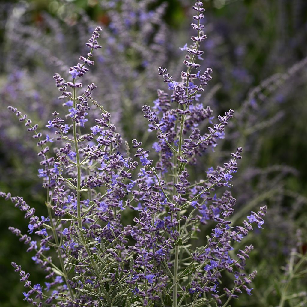 Perowskia łobodolistna Blue Steel (nasiona)