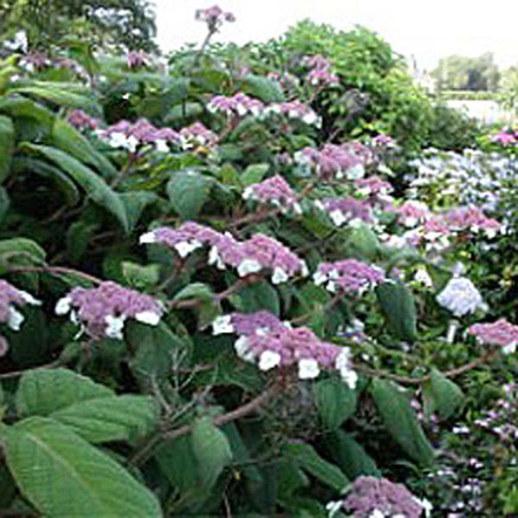 Hortensja kosmata Macrophylla