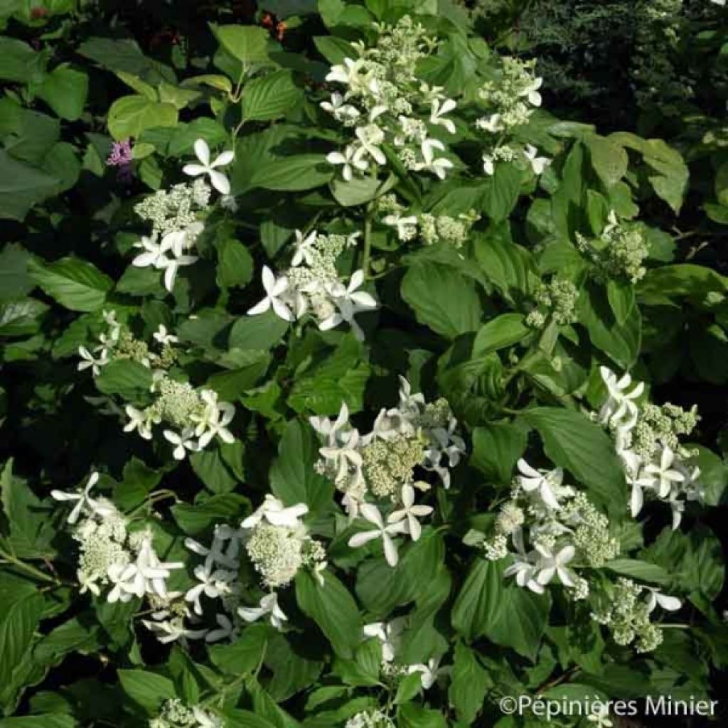 Hortensja bukietowa Great Star Le Vasterival