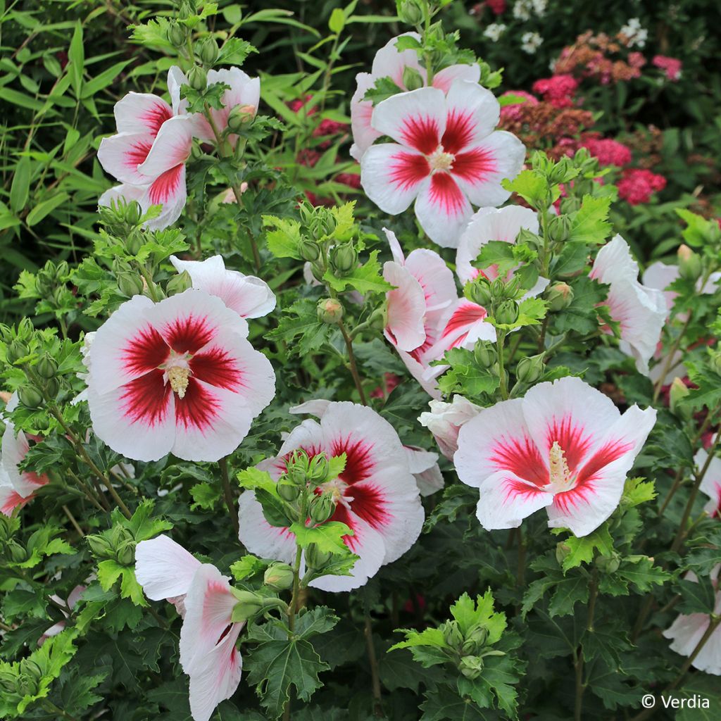 Hibiscus Blanco
