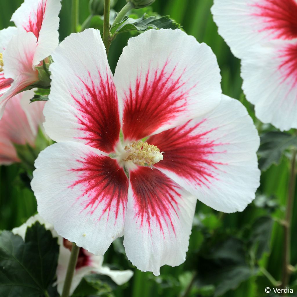 Hibiscus Blanco