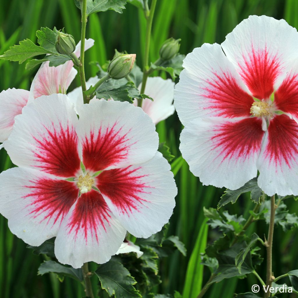 Hibiscus Blanco