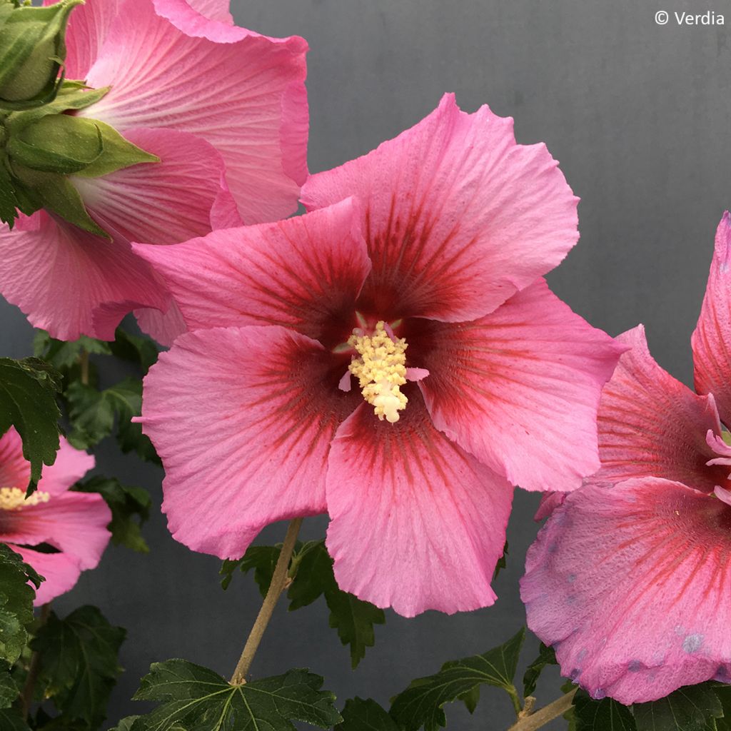 Hibiscus Rosada