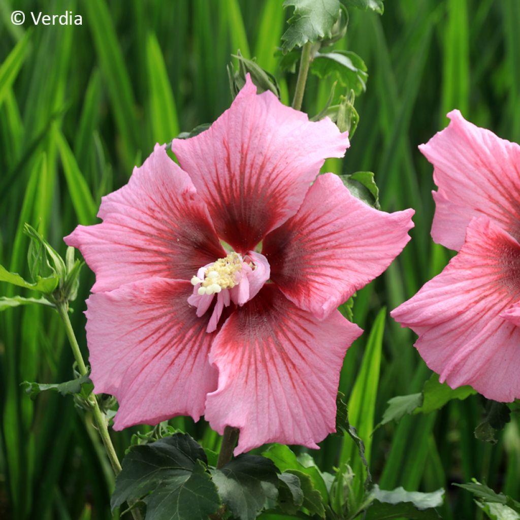 Hibiscus Rosada