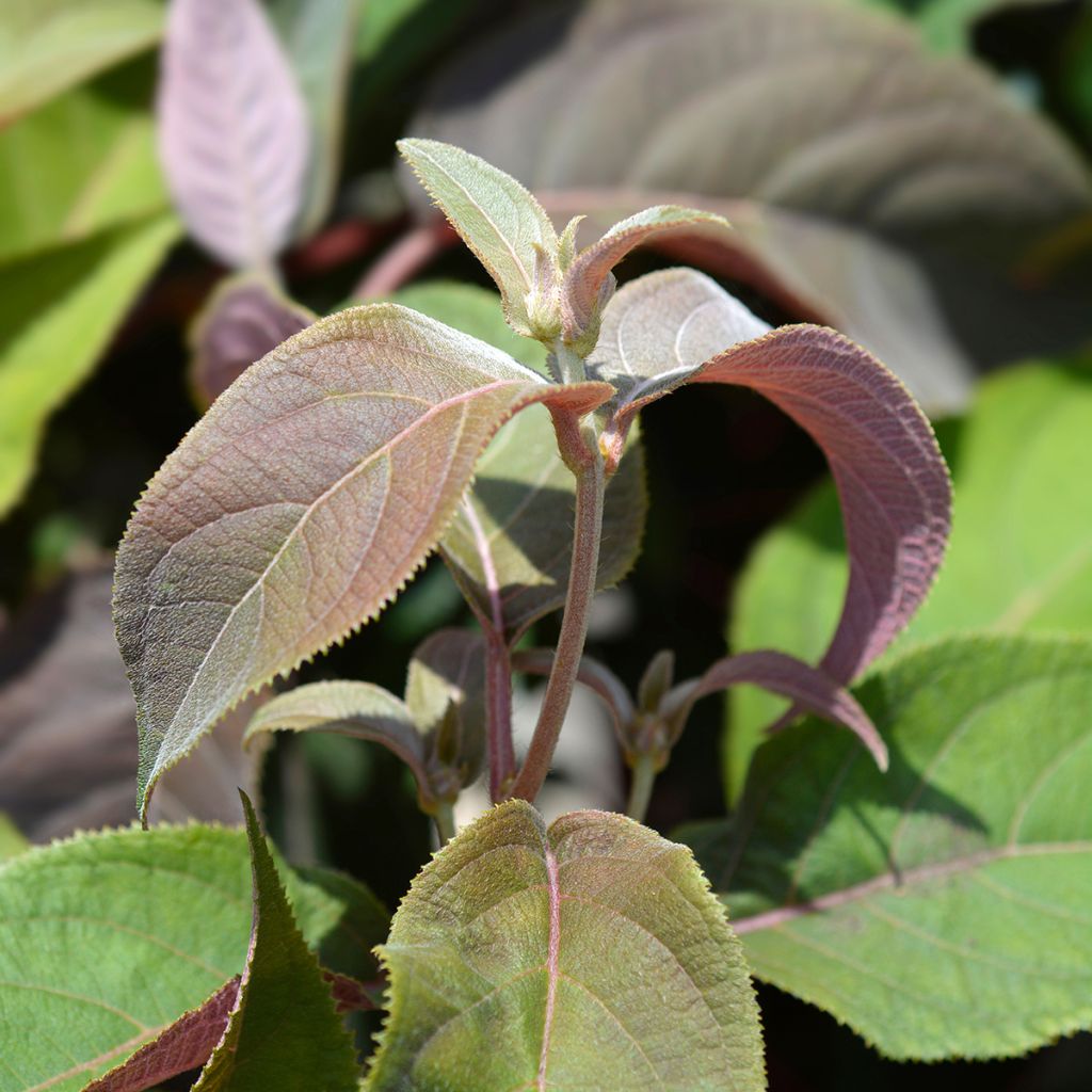 Hortensja kosmata Macrophylla