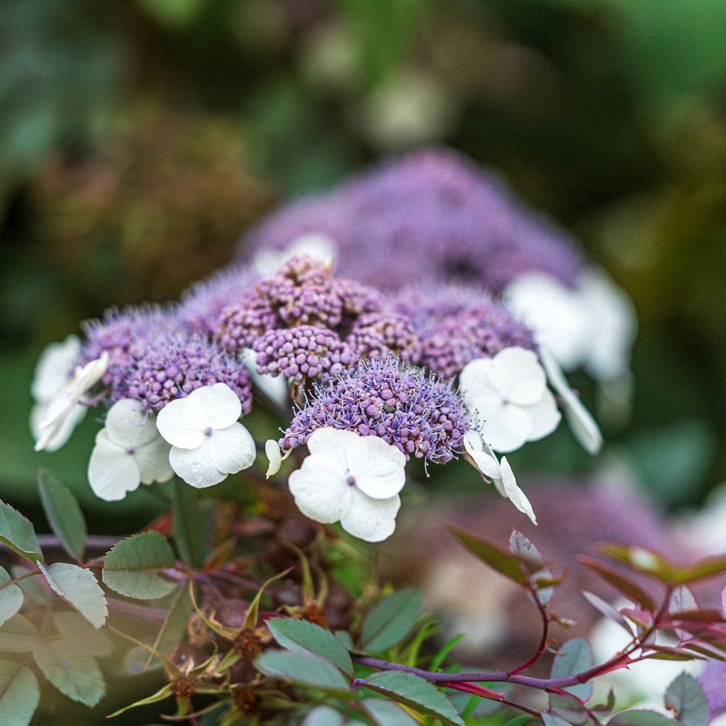 Hortensja kosmata Macrophylla
