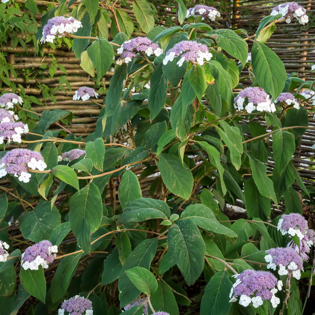 Hydrangea aspera subsp.sargentiana - Hortensja kosmata