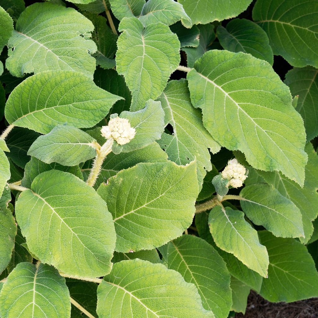 Hydrangea aspera subsp.sargentiana - Hortensja kosmata