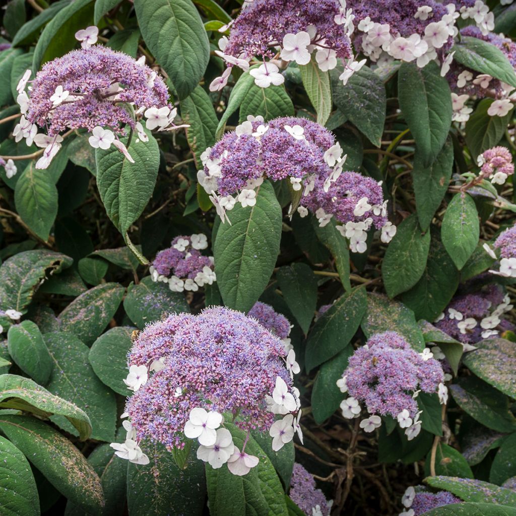 Hydrangea aspera subsp.sargentiana - Hortensja kosmata