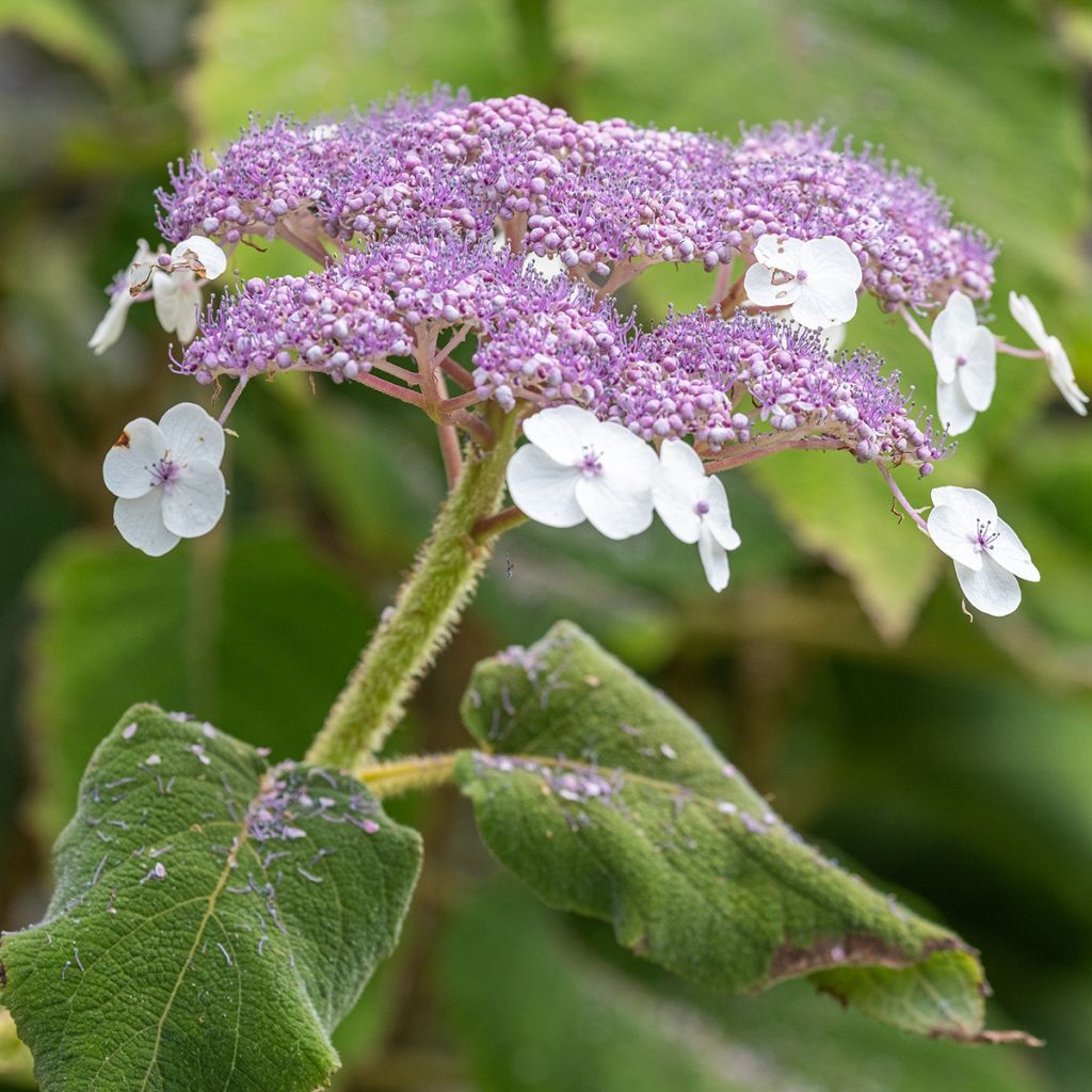 Hydrangea aspera subsp.sargentiana - Hortensja kosmata