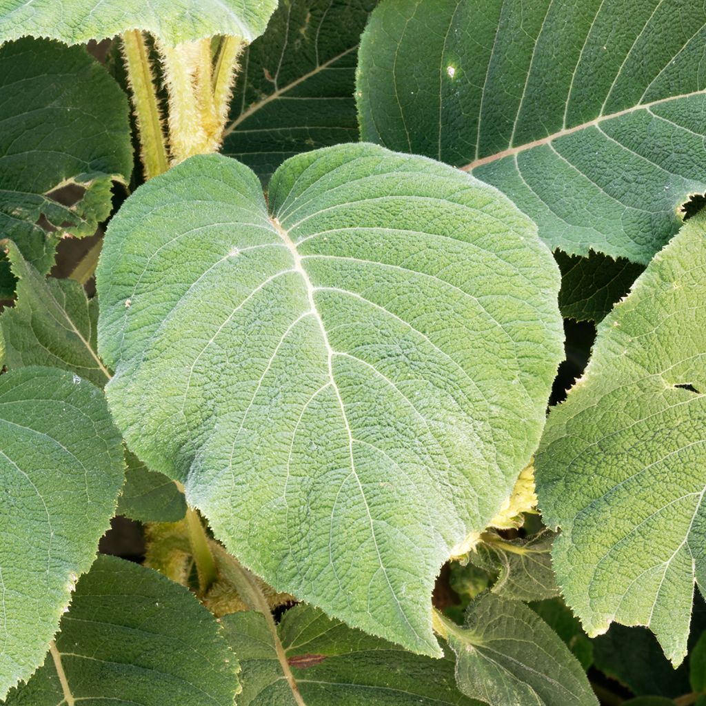 Hydrangea aspera subsp.sargentiana - Hortensja kosmata