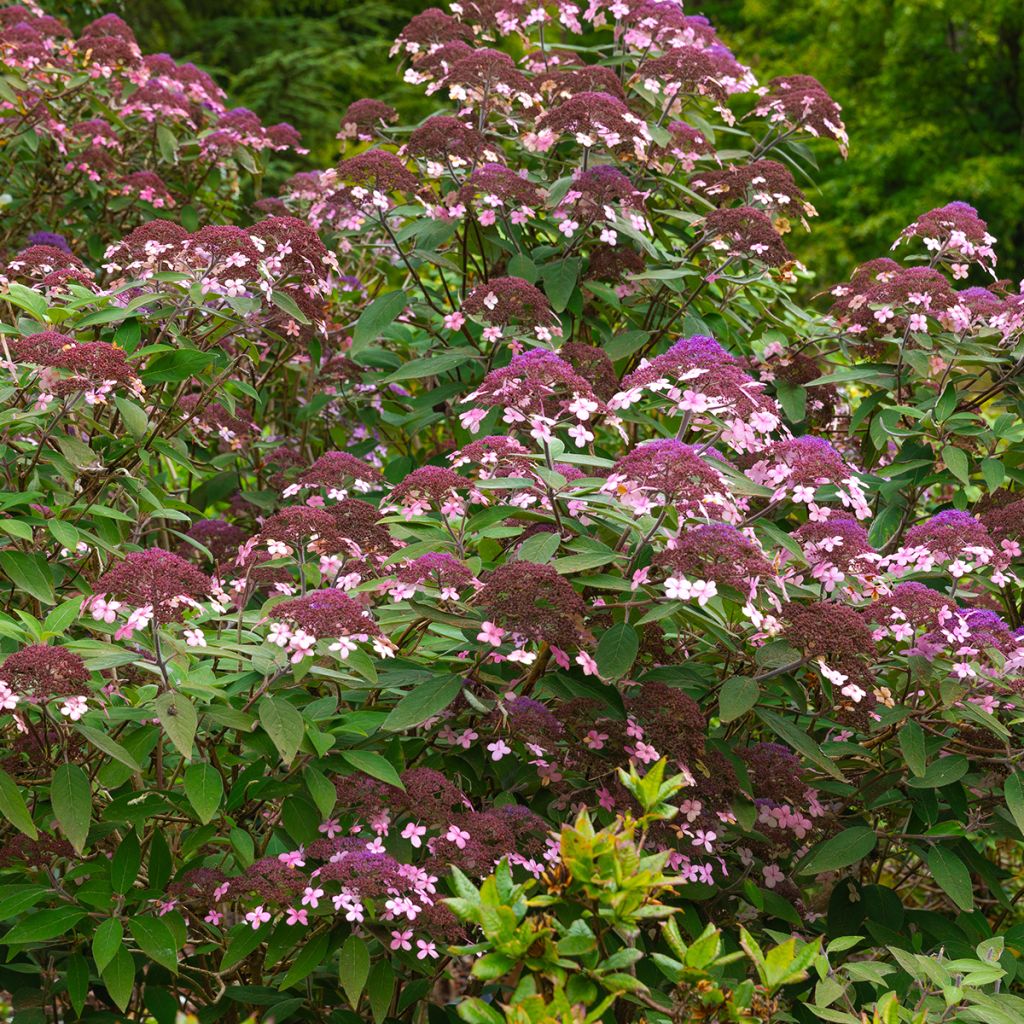 Hortensja kosmata Velvet & Lace