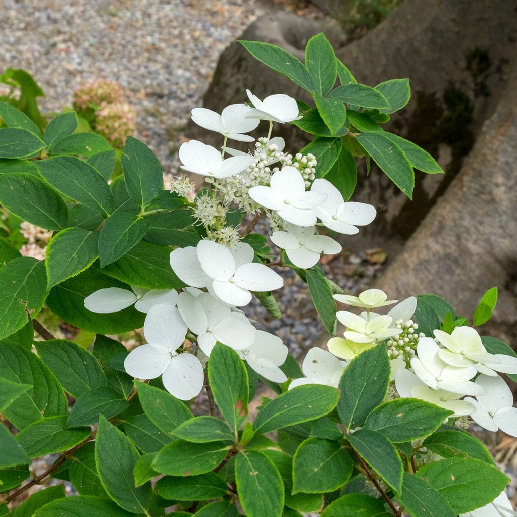 Hydrangea heteromalla - Hortensja otulona