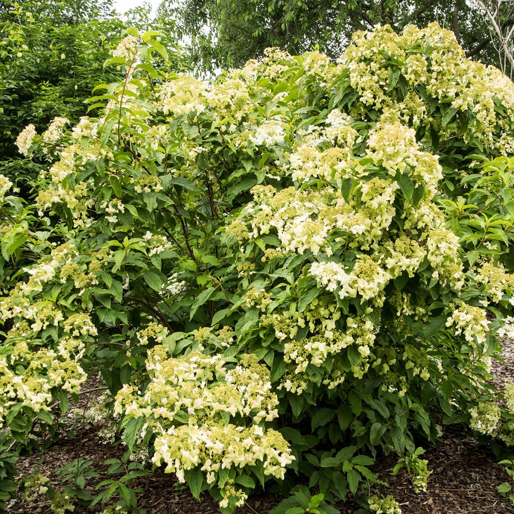 Hydrangea heteromalla - Hortensja otulona