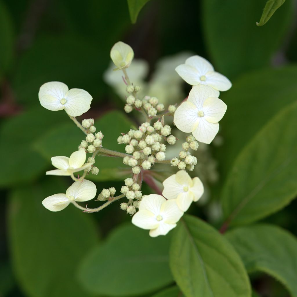 Hydrangea heteromalla - Hortensja otulona