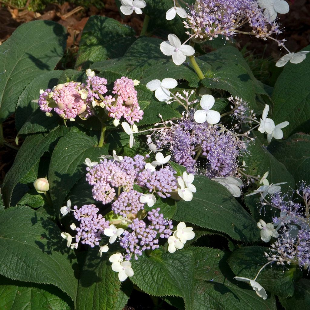 Hortensja otulona Late Love