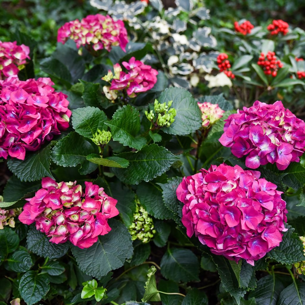 Hortensja ogrodowa Baron Rouge