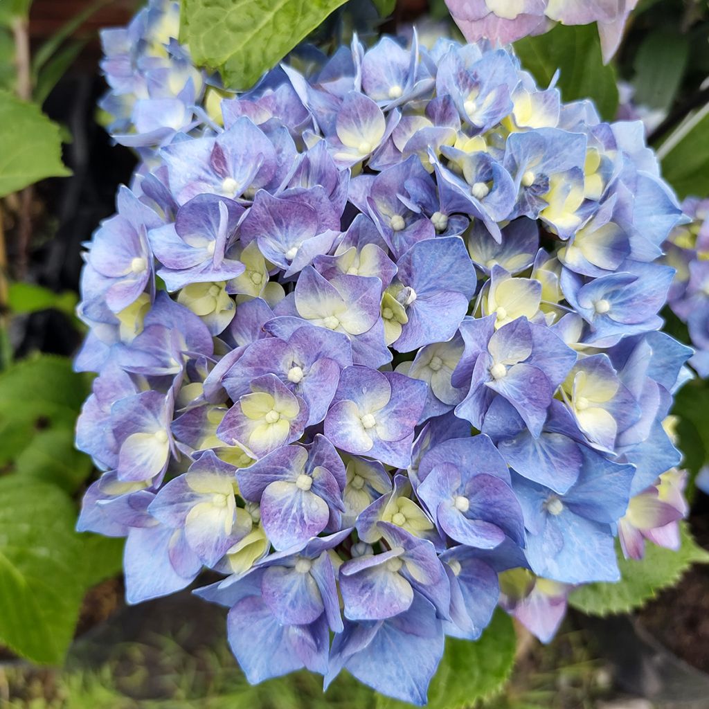 Hortensja ogrodowa Black Steel Purple