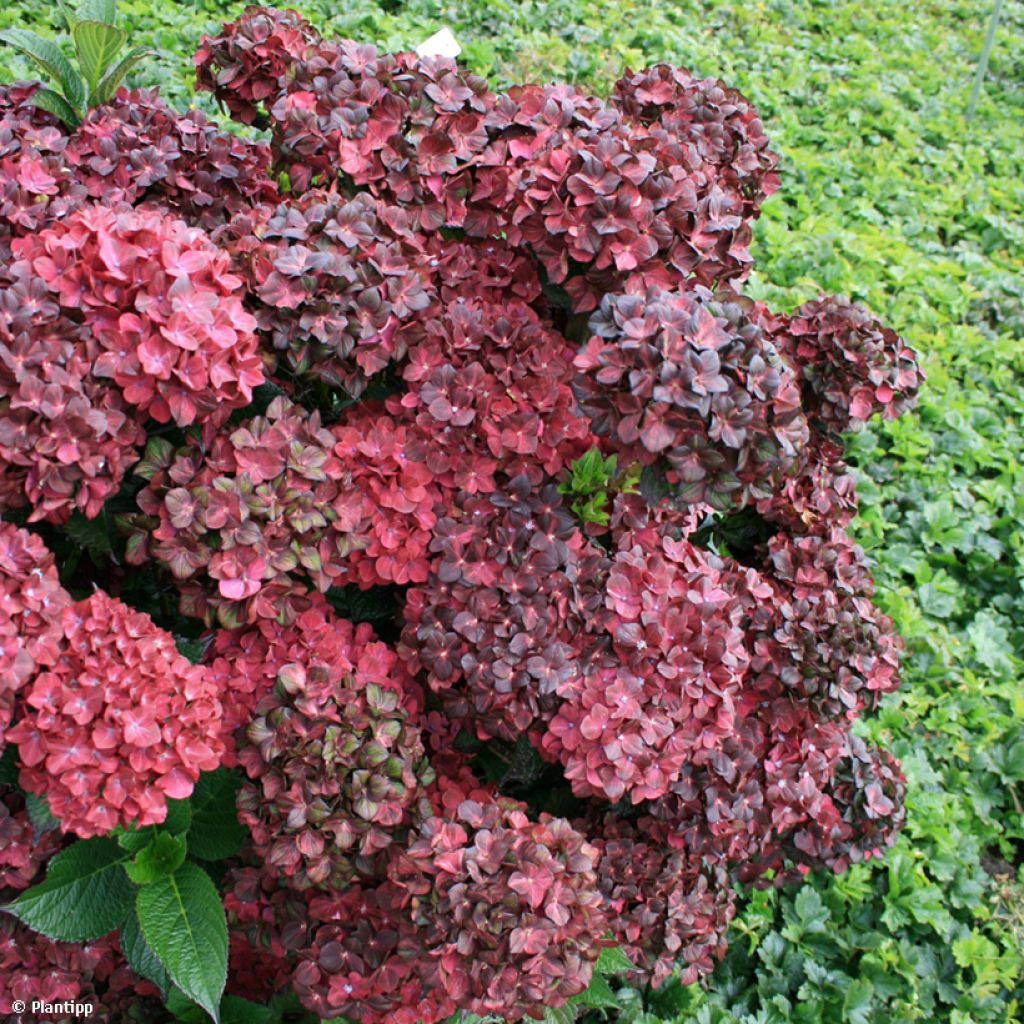 Hortensja ogrodowa Chocolate Ever Belles