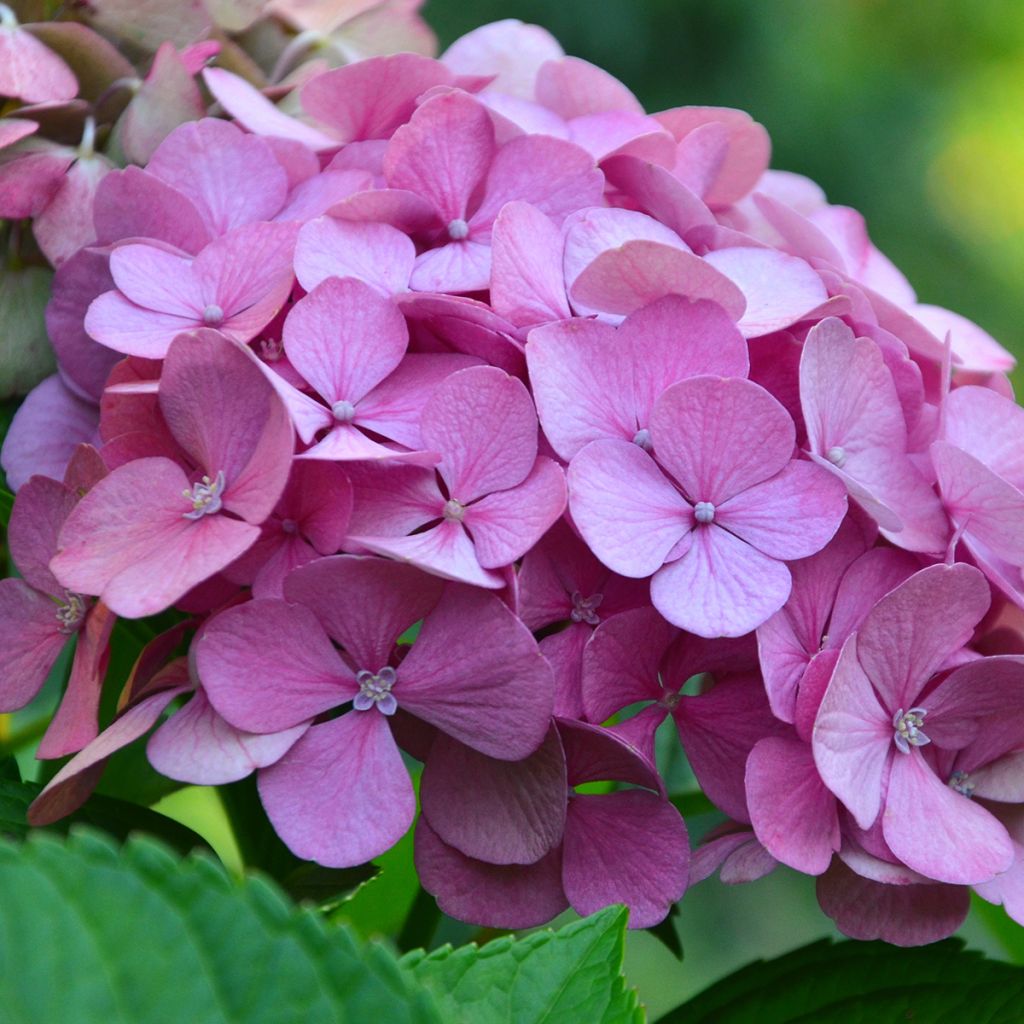 Hortensja ogrodowa Endless Summer The Original Pink