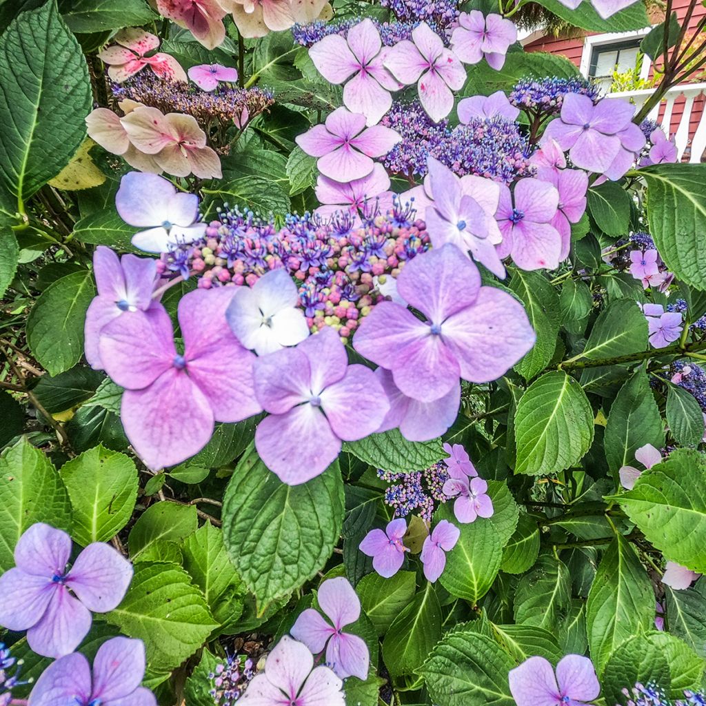 Hortensja ogrodowa Royalty Kardinal Violet