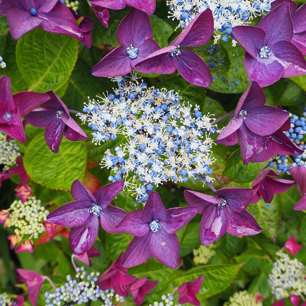 Hortensja ogrodowa Royalty Kardinal Violet