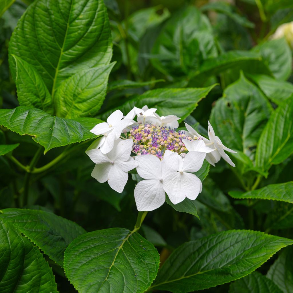 Hortensja ogrodowa Libelle