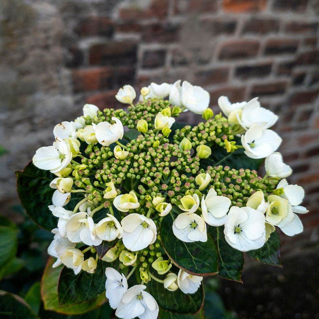 Hortensja ogrodowa Libelle