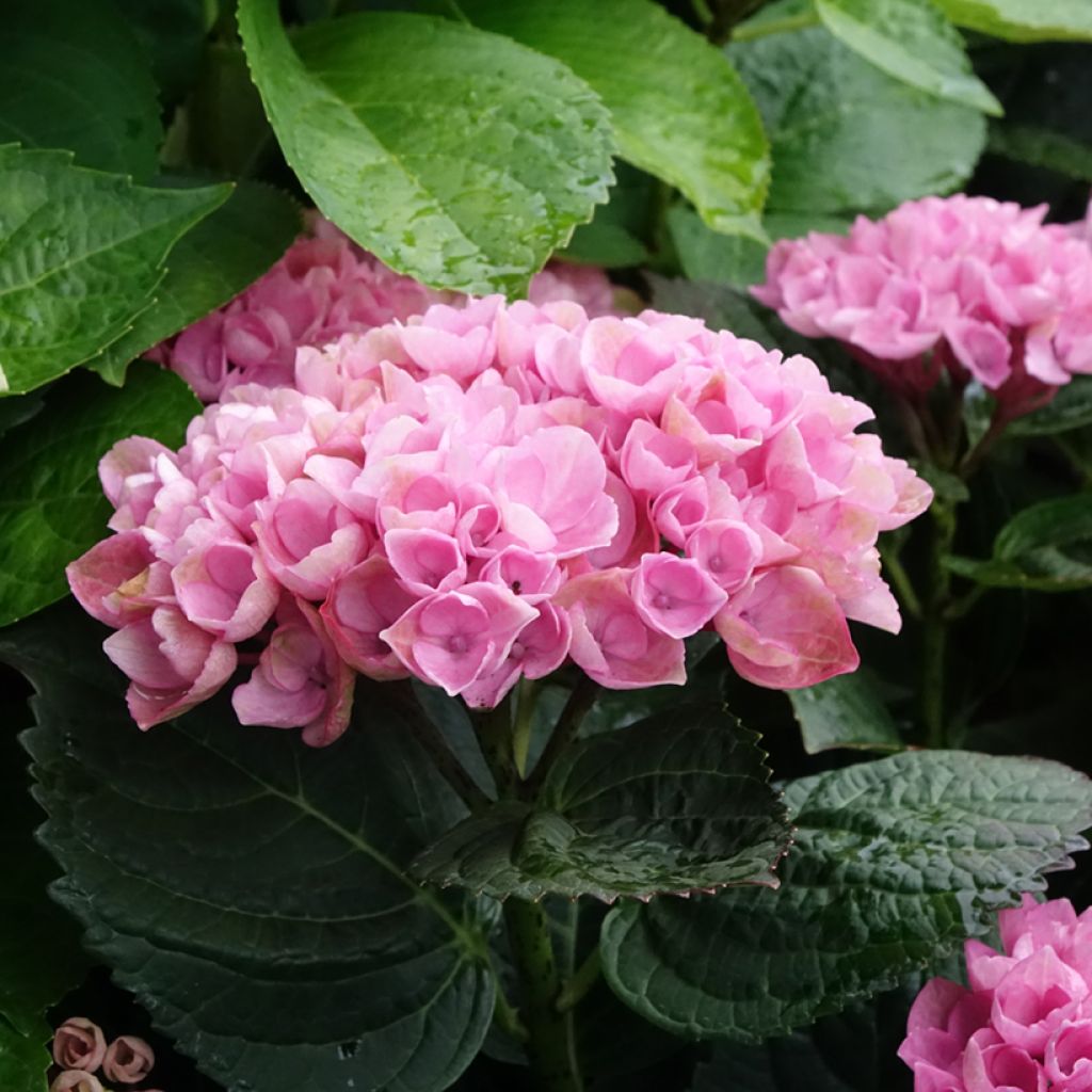 Hortensja ogrodowa Magical Revolution Rose