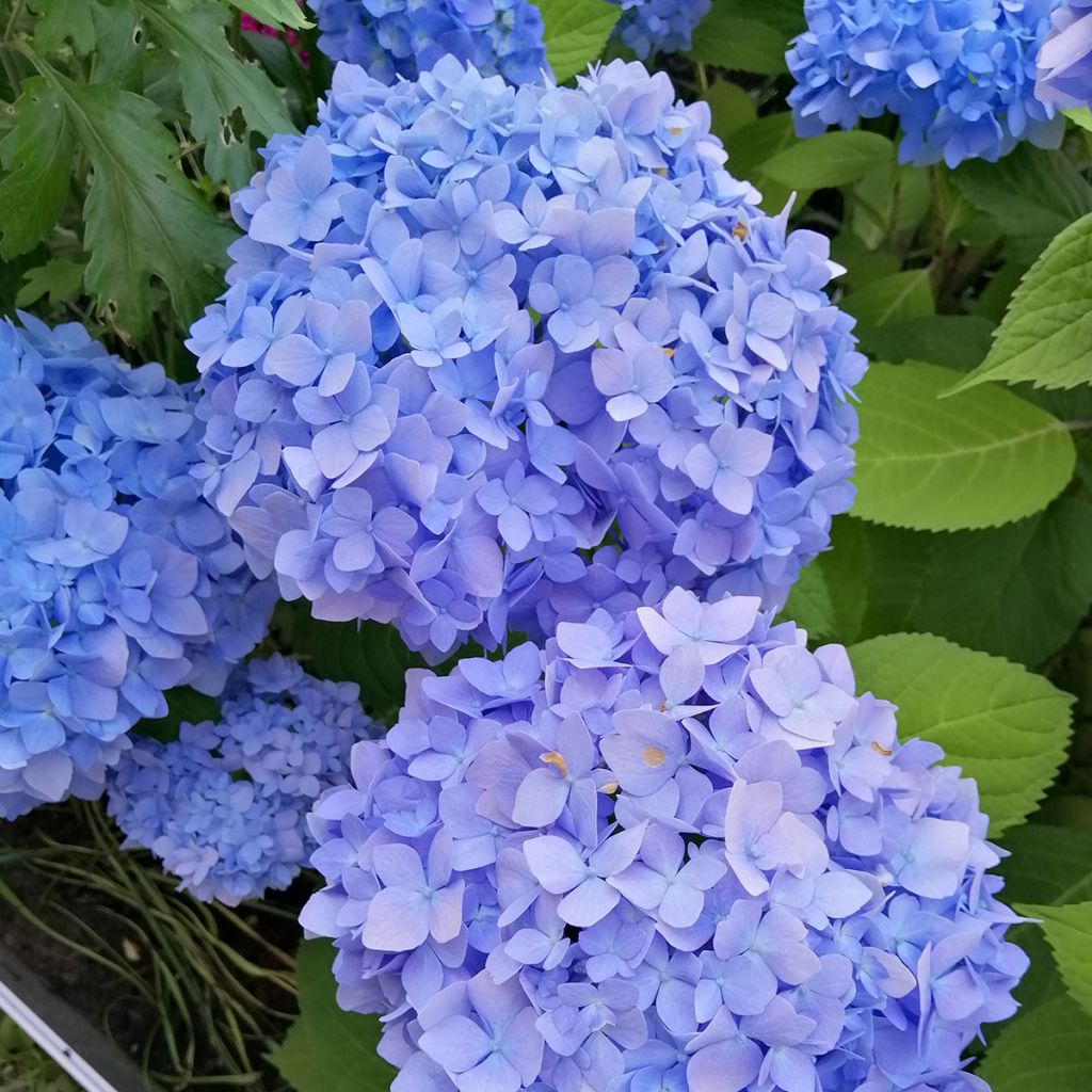 Hortensja ogrodowa Nikko Blue