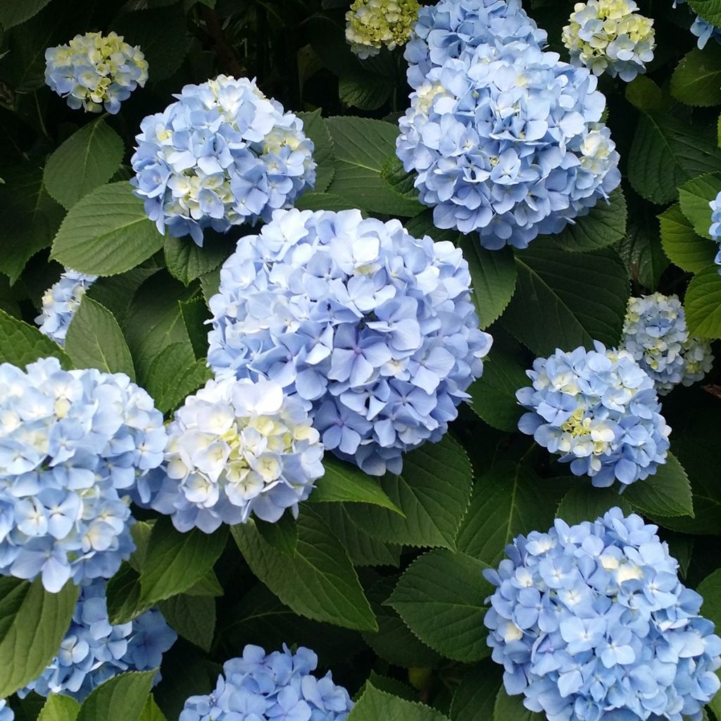 Hortensja ogrodowa Nikko Blue