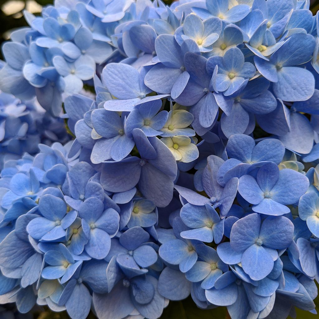 Hortensja ogrodowa Nikko Blue